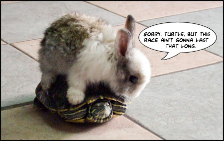 Your website needs more hare, less tortoise.